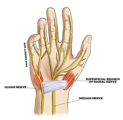 the wrist and hand are labeled in this diagram, which shows the ...