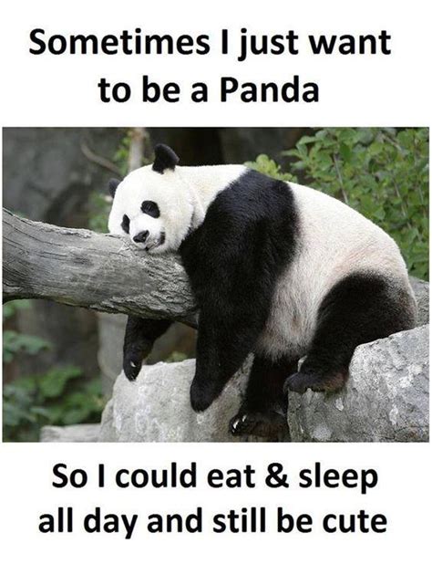 who wants to be a Panda? | /r/wholesomememes | Wholesome Memes | Know ...