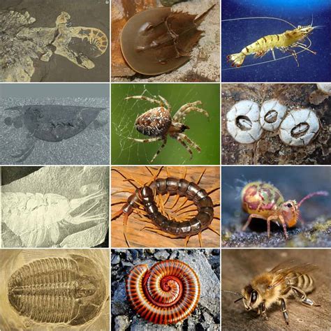 Arthropod - A-Z Animals