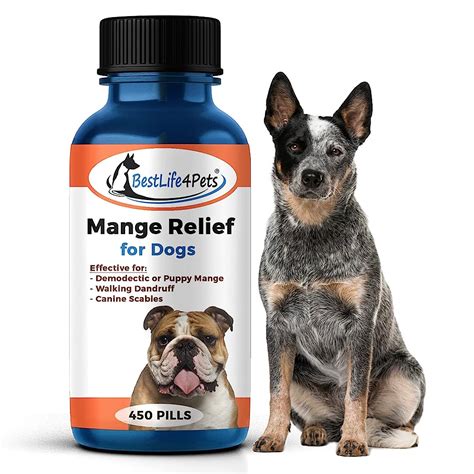 7 Best Mange Medications for Dogs