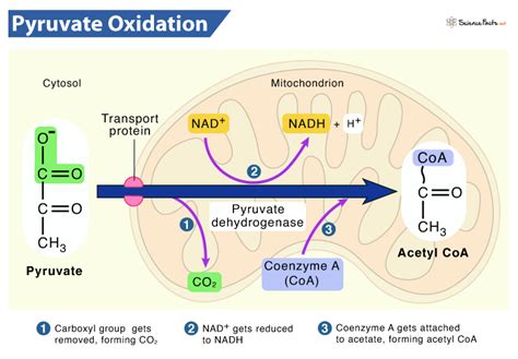 Pyruvate Oxidation - Definition, Location, Steps, Equation