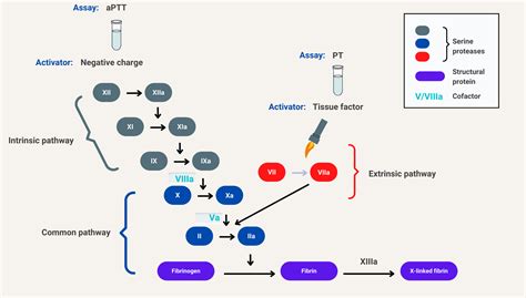 Coagulation Cascade