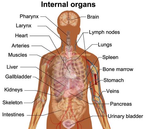 Diagram Of Internal Organs - exatin.info