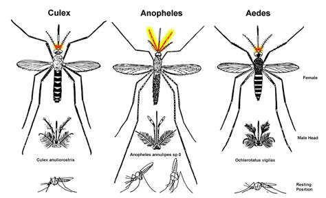 A beginner’s guide to mosquito identification - Wellcome Sanger ...