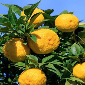 Yuzu Ichandrin Hardy Citrus Tree - One Green World