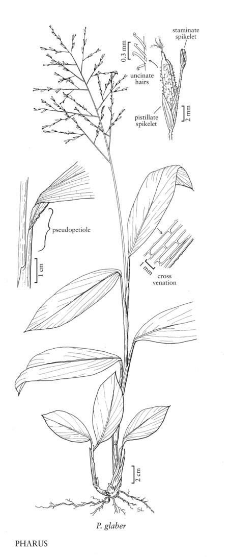 Poaceae - FNA