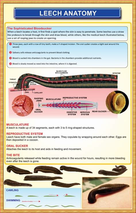 Leech-Anatomy – Iqbal Scientific Store