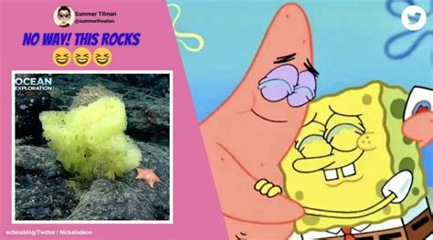 Marine scientist spots ‘real-life’ SpongeBob and Patrick, netizen’s can ...