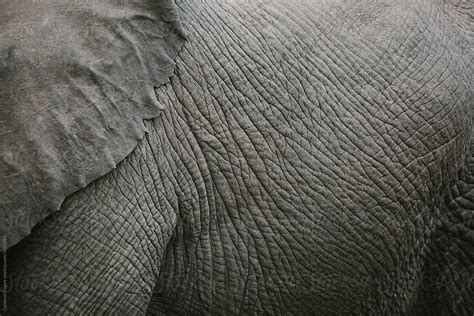 "Close Up Of Elephant Skin" by Stocksy Contributor "Cameron Zegers ...