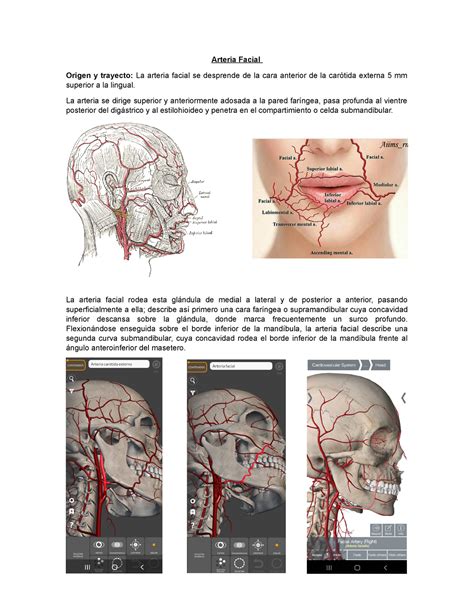 Supratrochlear Artery: Anatomy, Branches, Supply Kenhub, 40% OFF