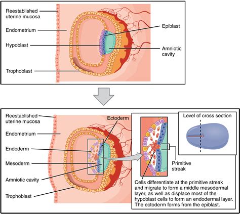 Gastrulation and Neurulation | Concise Medical Knowledge