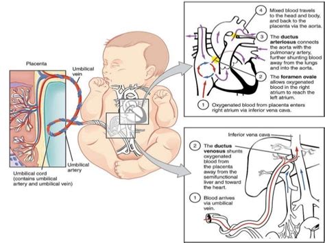 Fetal circulation & changes occurring at birth