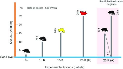 Study Design. Male SD rats (10 week old; 200-230 g) were exposed to ...