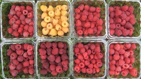 Raspberry Varieties Comparison - Raspberry