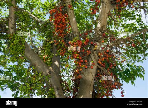 south africa fig tree fruit ripe red green figs fruiting wildlife wild ...