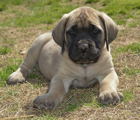 English Mastiff Pup | ubicaciondepersonas.cdmx.gob.mx