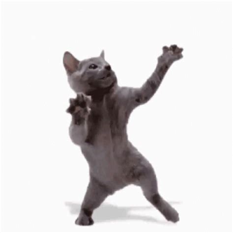 Cat Cat Dance GIF - Cat CatDance Dance - Discover & Share GIFs ...