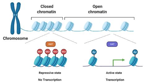 -Histone modifications and their impact on chromatin remodeling ...