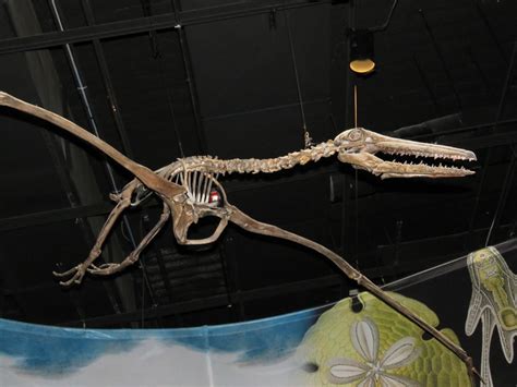 Argentavis Fossil