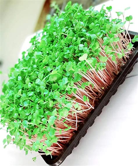 Bulk Premium Quantity Pink Radish Microgreen Seeds – 1KG | UnTreated ...