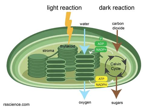 Chloroplast Function and Structure - Solar Panels - Rs' Science