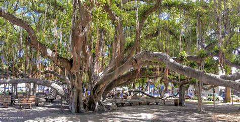 The magnificent banyan tree on Maui, a magical sight | CosmopoliClan