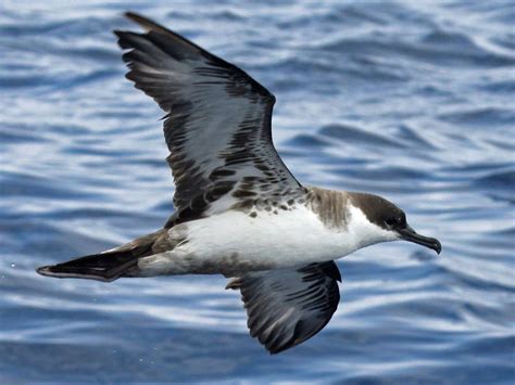 Great Shearwater Bird Facts (Puffinus gravis) | Bird Fact