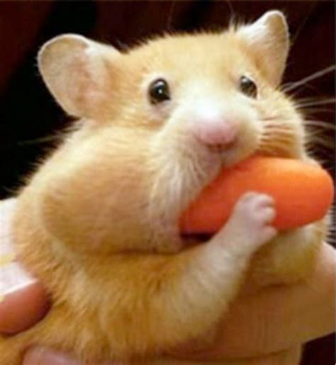 Can your hamster have peanut butter? Find out what an ideal pet hamster ...