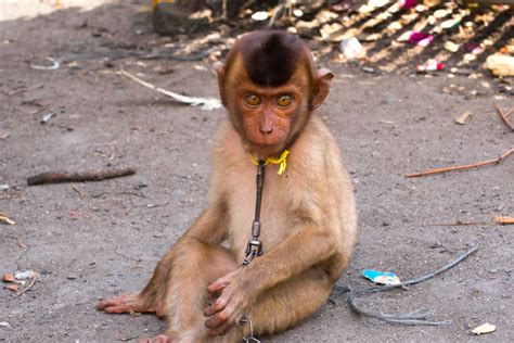 Rescuing Achilles: Southern pig-tailed macaques listed as endangered ...