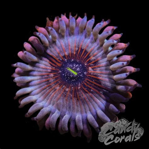 Seduction Palythoa Per Polyp – Candy Corals