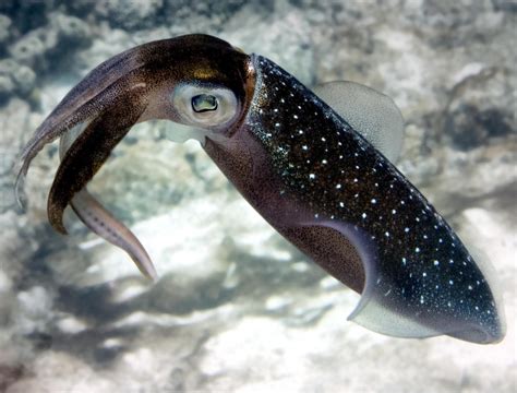 Caribbean Reef Squid – "OCEAN TREASURES" Memorial Library