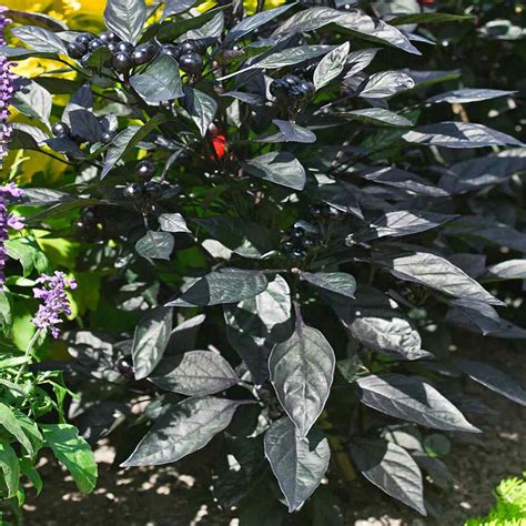 Ornamental Black Pepper Plant