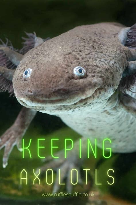 A complete guide to keeping axolotls from origins, colours, habitat ...