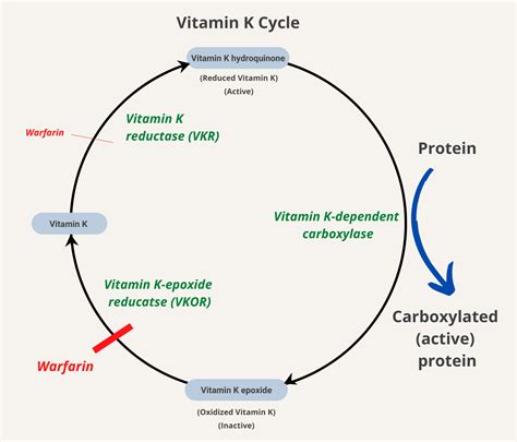 How does vitamin K work in reversing vitamin K antagonists? • The Blood ...