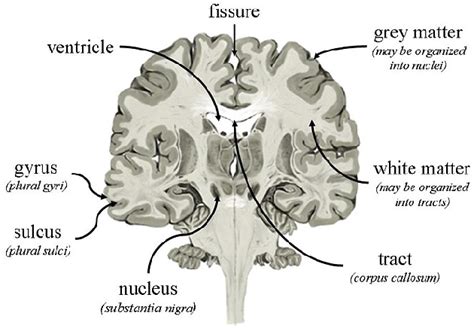 Figure 1 from Automatic MRI Gray Matter Brain Tumor Detection of ...