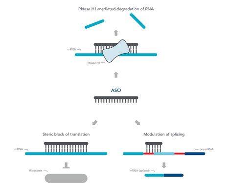 Antisense oligonucleotides | IDT