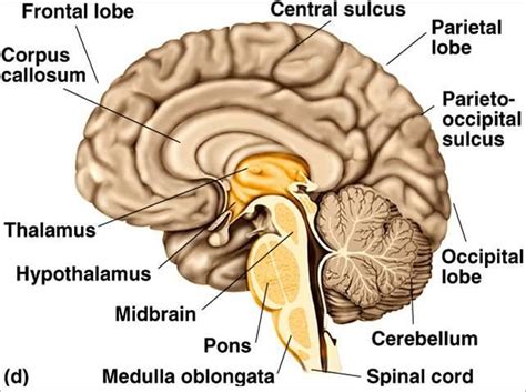 diagram of cerebral cortex, midbrain, and brainstem | Cerebral cortex ...