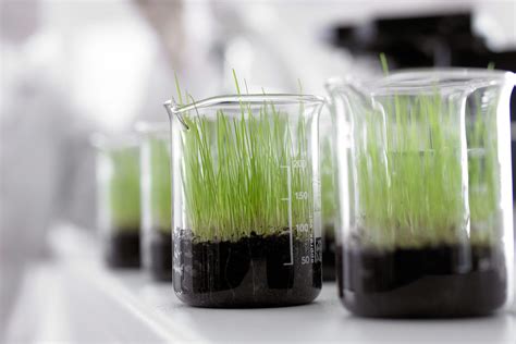 23 Ideas for Science Experiments Using Plants