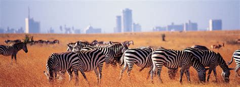 Nairobi Trips: 1- Day Nairobi National Park ½ Day Trip from $90pp ...