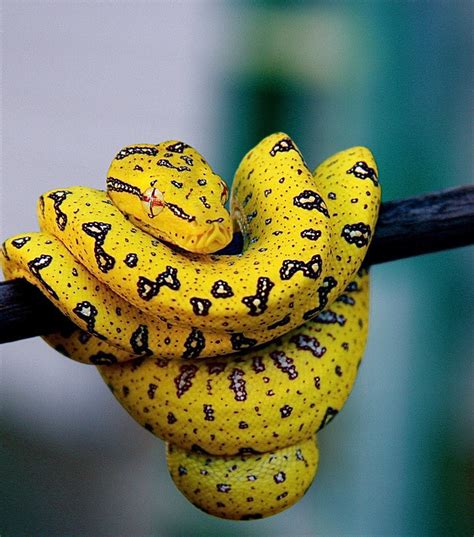 Herp Love: pvccages: Baby green tree python