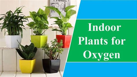 Dazzling 15 Indoor Plants for Oxygen That Boost Your Health