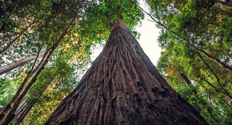 Is It Possible To Visit The Coastal Redwood Hyperion, The World's ...