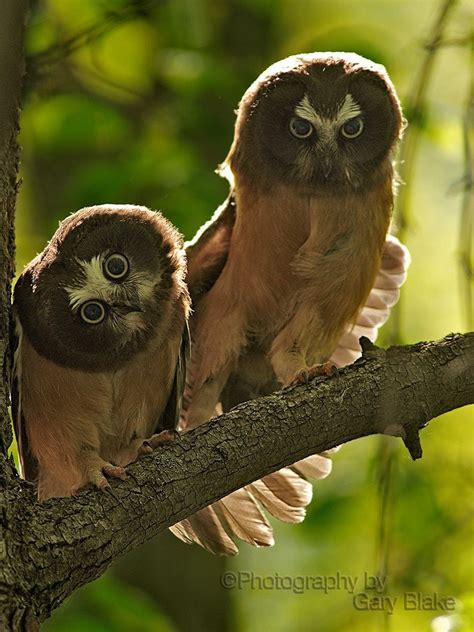 Baby northern saw-whet owls greeting card by garyblakephotography