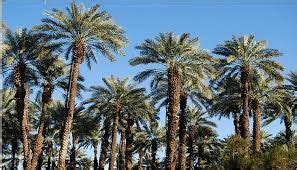 The date palm tree - Symbol of Saudi Arabia | Dates tree, Tree of life ...