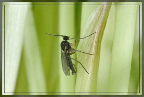 Fungus Gnats: Identification and How to get Rid of Them? - AAAKSC