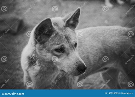 Black and white dingo stock image. Image of looking - 155928585