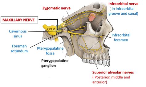 Maxillary Nerve – Anatomy QA