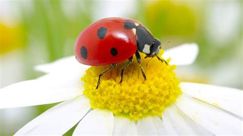 Ladybug - definition and meaning with pictures | Picture Dictionary & Books