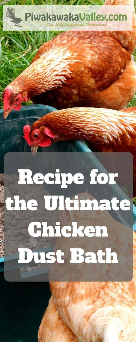 Ultimate Chicken Dust Bath Recipe: 3 Powerful Additions your Chickens ...