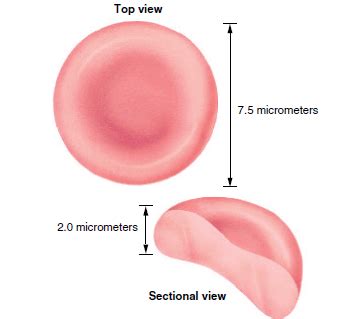 1: Biconcave shape of RBC [1]. | Download Scientific Diagram